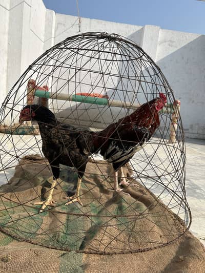 Aseel Murghi green eyes