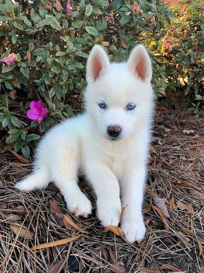 husky  puppy for sale white