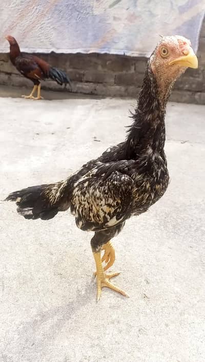 aseel patha forsale urjent sale