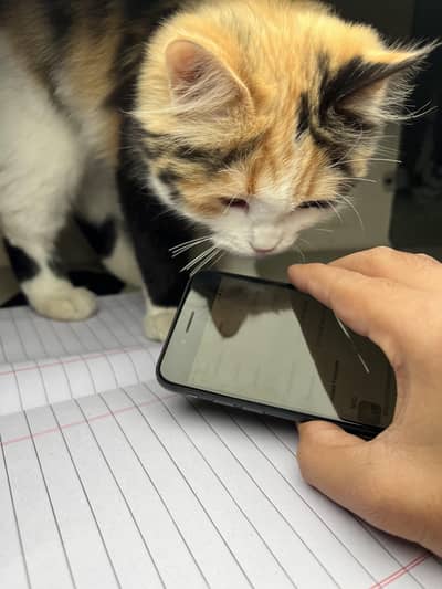 iphone SE2020 64gb Dual Sim PTA approved 10/10