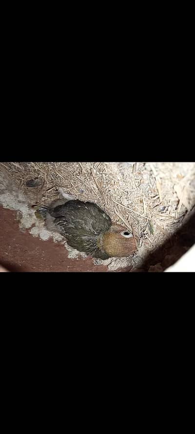 pair with one chick for sell