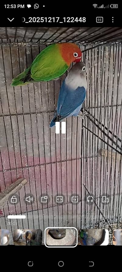 breeder pair with one chick for sell