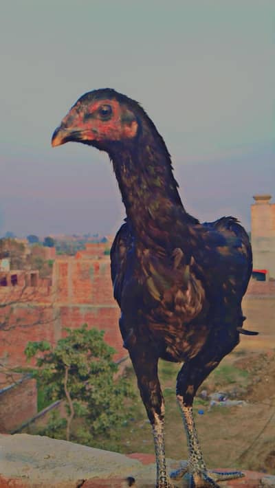 assel murgi sale karni hai