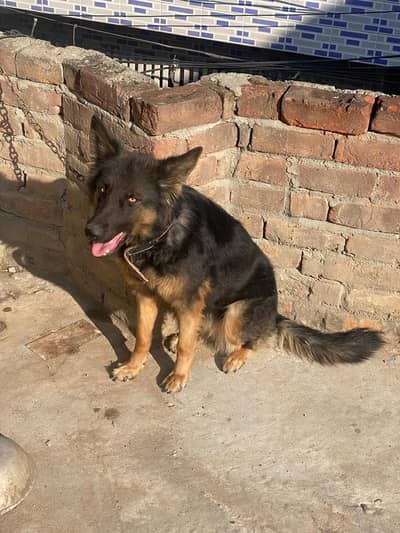 German shepherd. (Female)