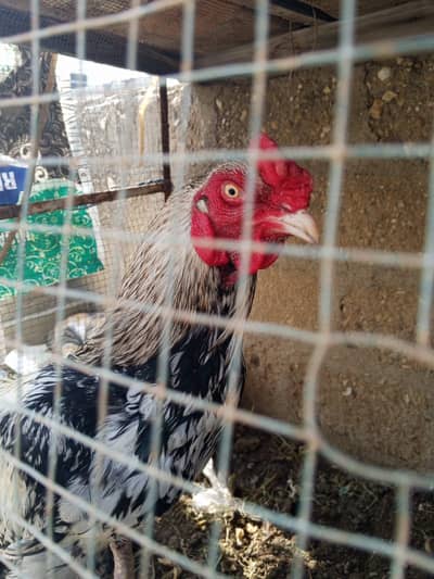 Aseel mianwali java Murgha