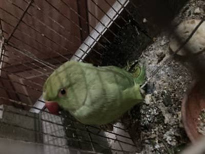 new hai mian mitho frendly