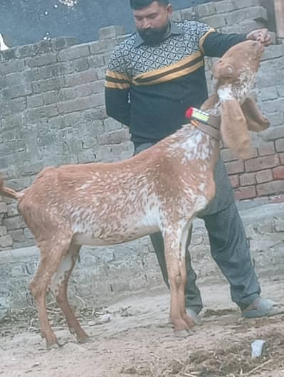 Makhi Chini Confram Gaban Phat Sath