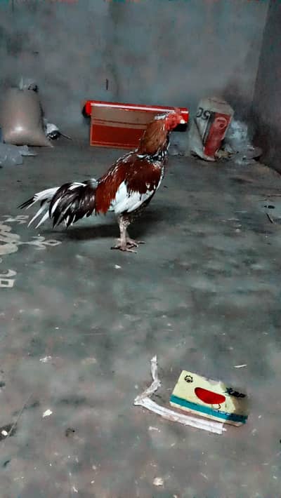 cheena assel mainwali breeder male number 03290608033 wattsap