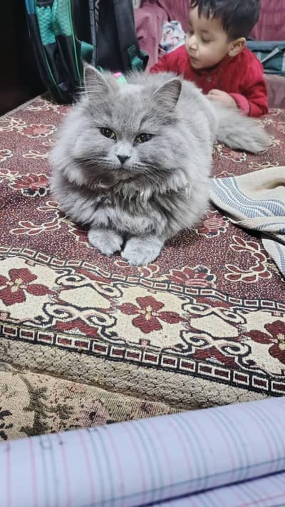 Persian cat | grey | Male cat | tripple coated cat for sale