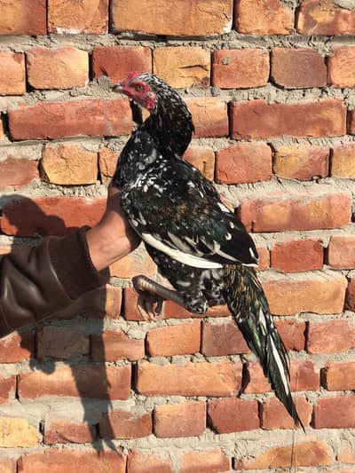 acha mazboot hadi jor han video whats app pa mill gya gi