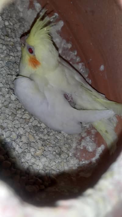 white cocktail chick