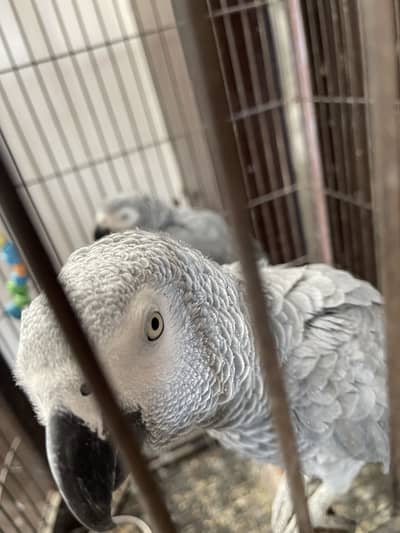 Breeding tamed pair with dna