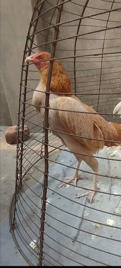 pure Aseel murgi / Madi / ready for eggs