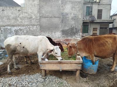 cows for sell,. .