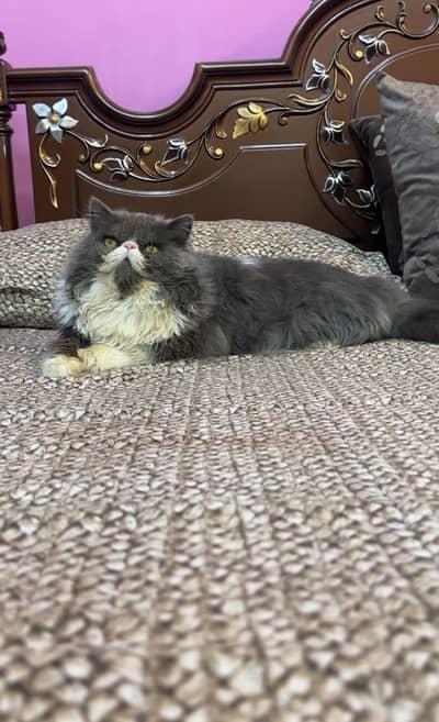 piki male face cat avaible for *mating*