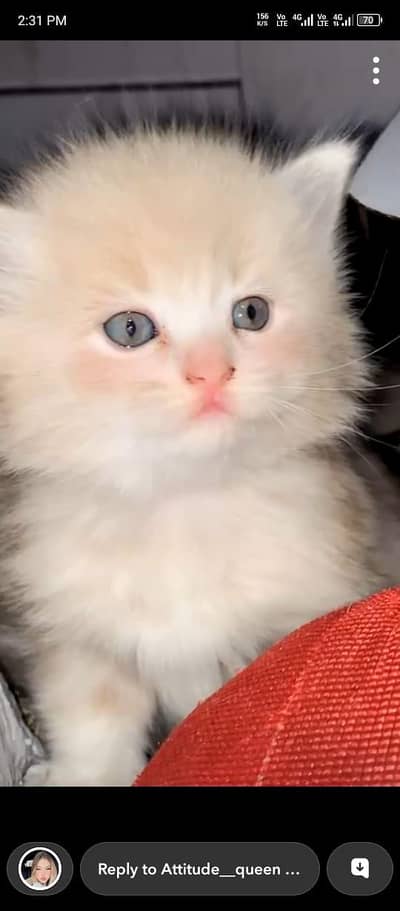 Persian Kittens | litter Trained | Doll Face | Punch Face | Ava