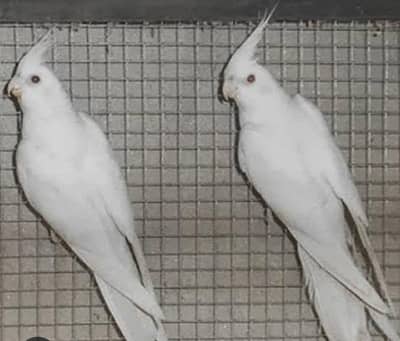 Required! Eno into cream/Eno/v pied pair