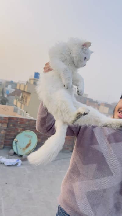 A persian male full train