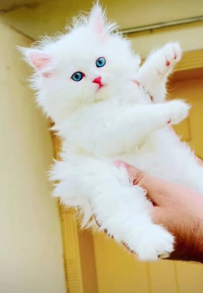Persian cat for sale 5 face triple code vaccine mukammal 0326=6549136