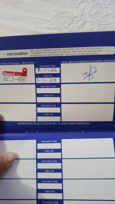 persian 4 coated long hair