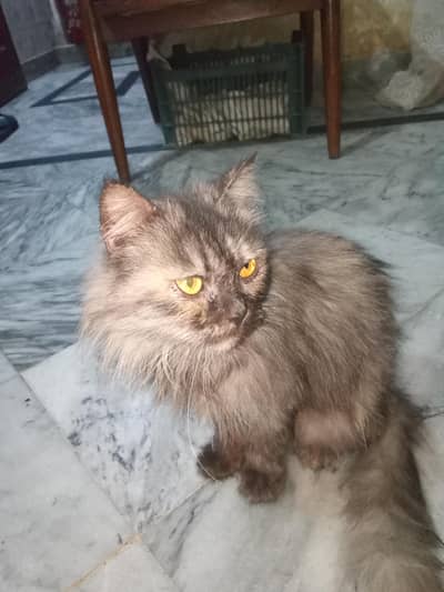 Female Persian Cat