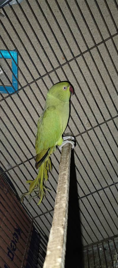 Yellow Split Femail only