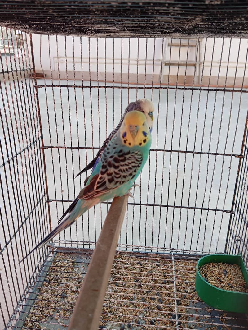 King and undersize pair 1