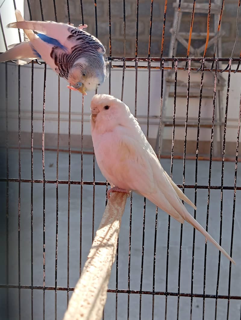 King and undersize pair 2