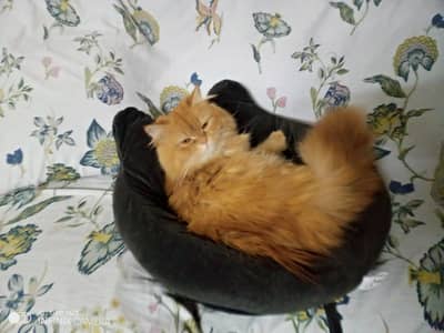 persian 4 coated long hair