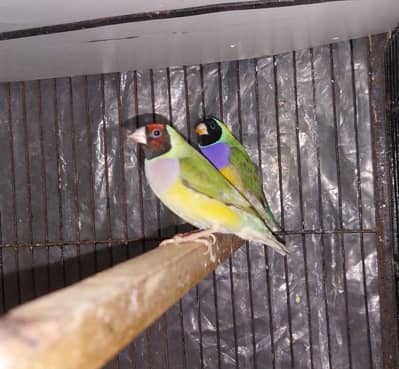 gualdian breeder pair