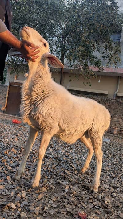 Dumba chuky / Desi Bakray Ghar ke palay hoe urgent sale