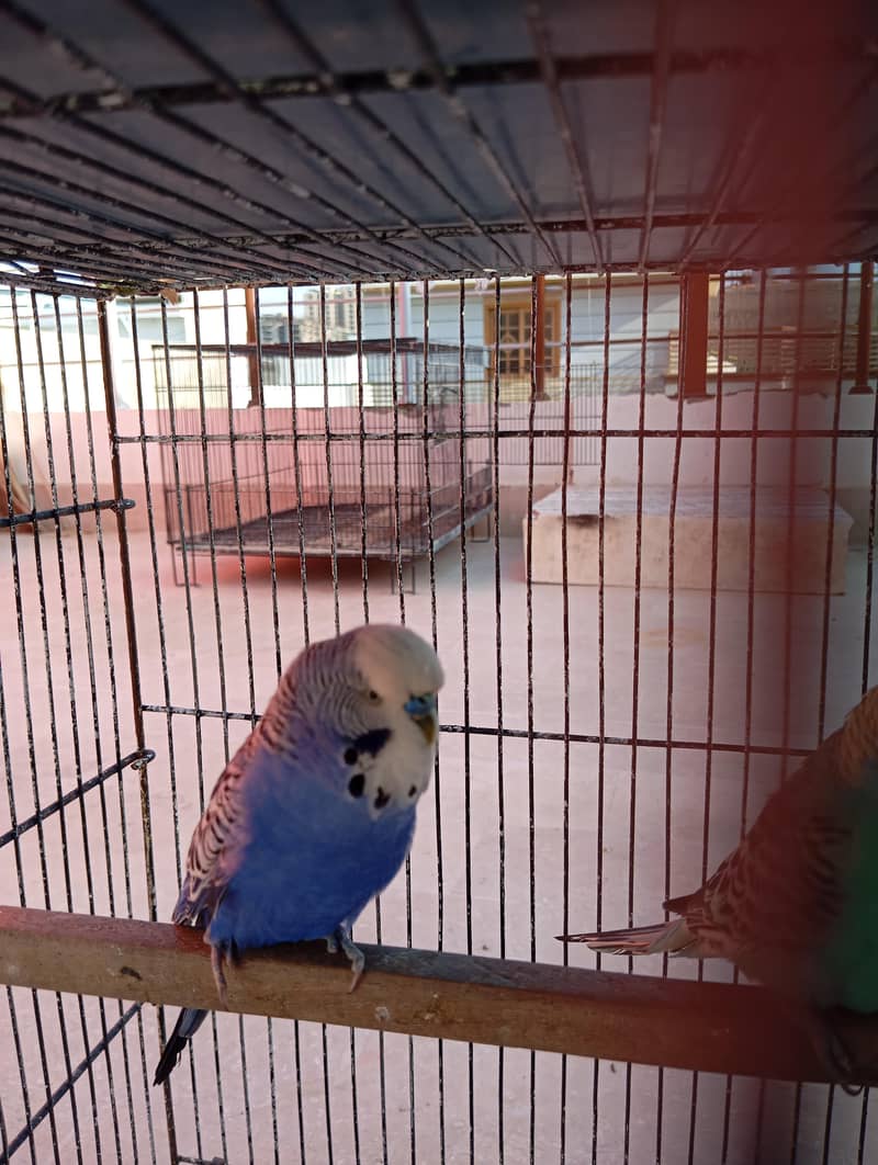 King and undersize pair 0