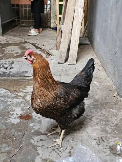 Misri and desi murgi