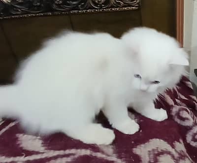 2 Persion kitten litter tran vaccinated with prof