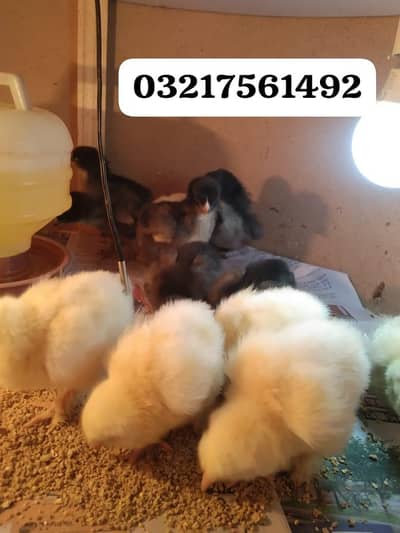 white & black heavy Cochin