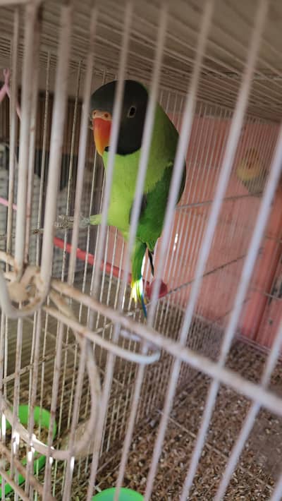 Black Head Ringneck Parrot