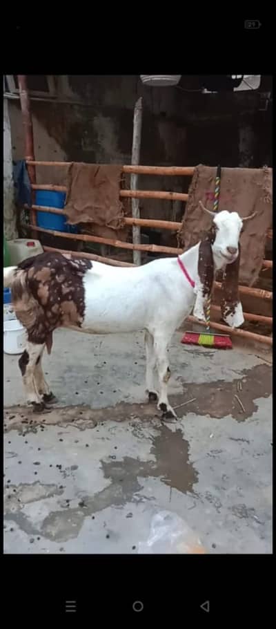 Abluck bakriya ha dono