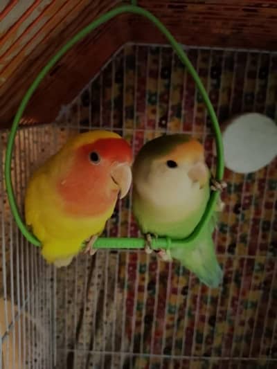 Love birds