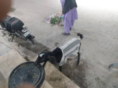 bakra for sale