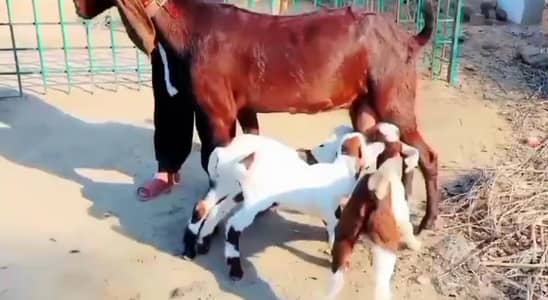 3 butcher vali bakri for sale. 03376219832