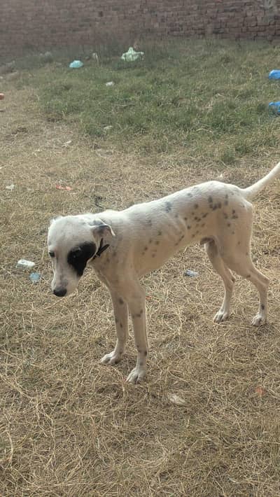 Gultair. White gultair. Friendly nature.