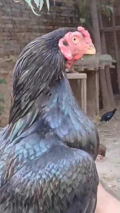 Muski Aseel lassani  Very Beautiful High Quality