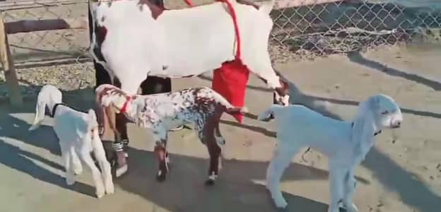 3 butcher vali bakri for sale. 03376219832