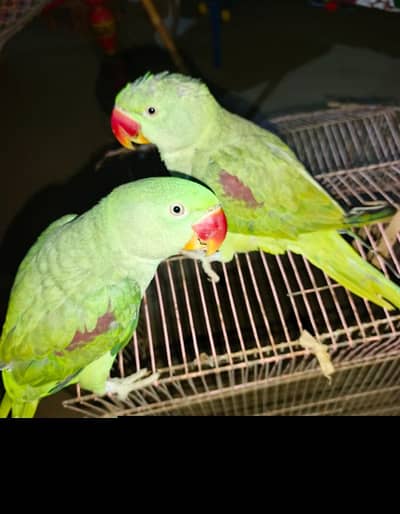 Kashmir raw paroot for sale