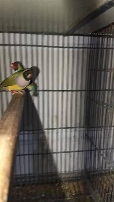 breeder pair for sale common gouldian