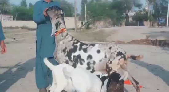 3 butcher vali shera print bakri for sale. 03376219832