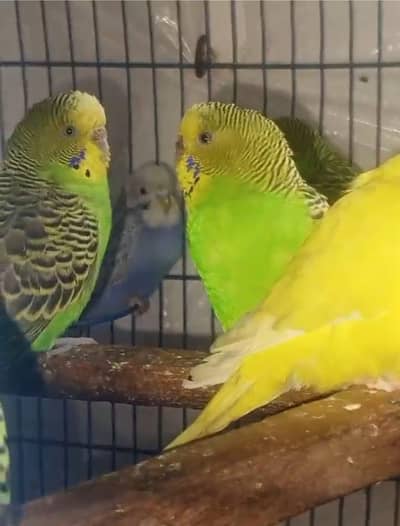 Australian breeder pair 03066623459