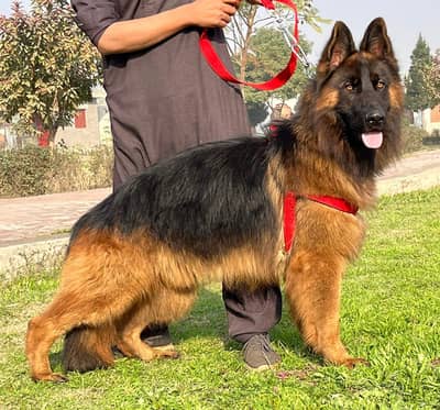 toplin show class quailty black mask gsd proper long coat male forsale