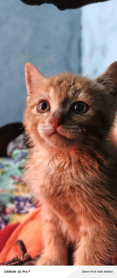 Siberian Cat baby for sale