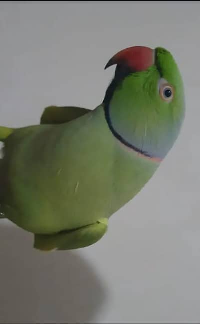 Ringneck 1000% breeder male